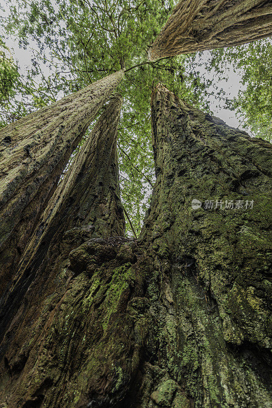 海岸红杉(Sequoia sempervirens)是柏科(柏科)红杉属(Sequoia Sequoia sempervirens)中唯一的现存树种。杰迪戴亚史密斯红杉州立公园;林下的蕨类植物。